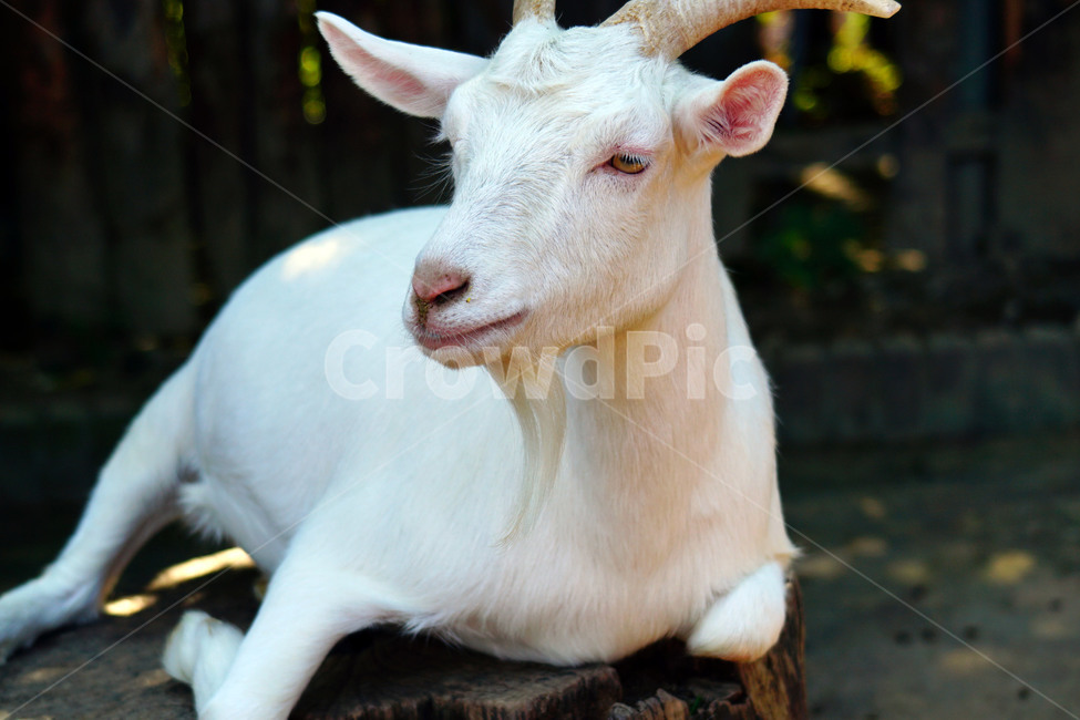 염소,동물,포유류,초식동물,자연,animal,nature,capra,가축,얼굴,동물,animal,포유류,mammal