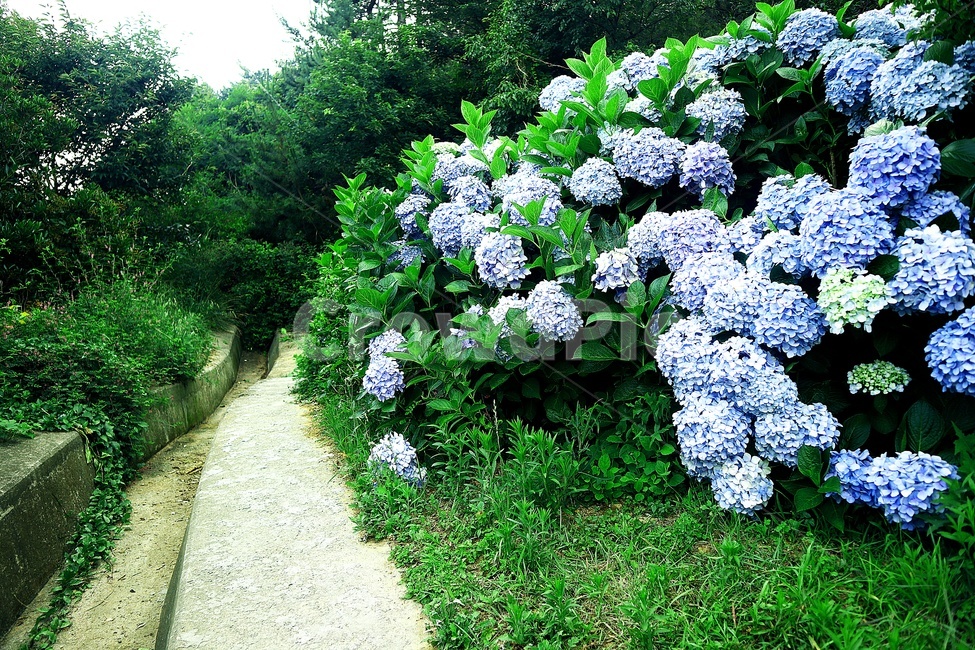 수국,여름,하늘색,꽃,식물
