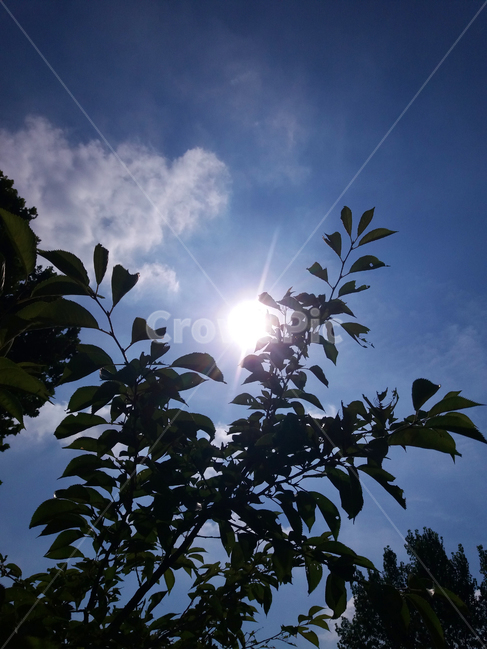햇빛,태양,하늘,나뭇가지,빛줄기,공원,나뭇잎,나무사이,자연,풍경,nature,landscape,flare,플레어,light,빛,sunlight