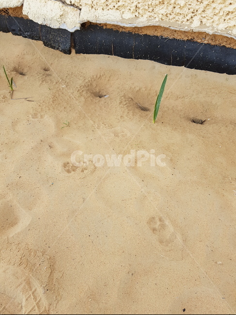 ground,발자국,고양이,사막,두바이,흙,sand,desert,중동