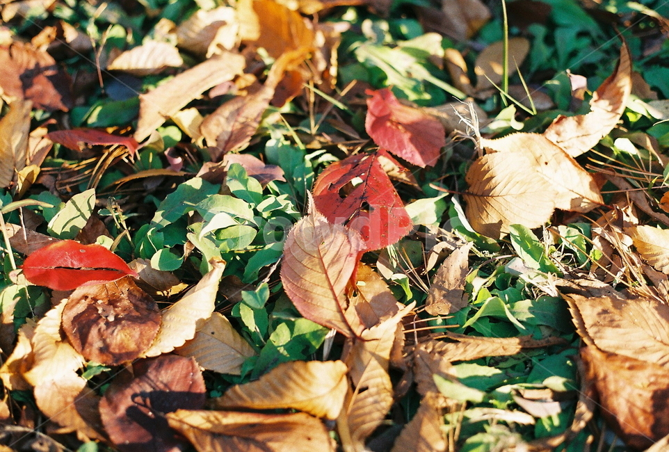 가을,단풍,나무,자연,autumn,낙엽,필름카메라,tree,maple,nature,필름사진,가을,계절,fall,autumn,season,plant,식물,leaf,잎,ground,바닥