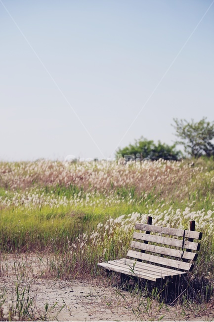 벤치가있는들판,세로사진,초원,벤치,삘기,들판,하늘,파란하늘,바람,목초지,green,field,sky,bluesky,자연,자연,풍경,nature,landscape,감성,sensible,feeling,휴식,힐링,rest,relaxation,healing,bench