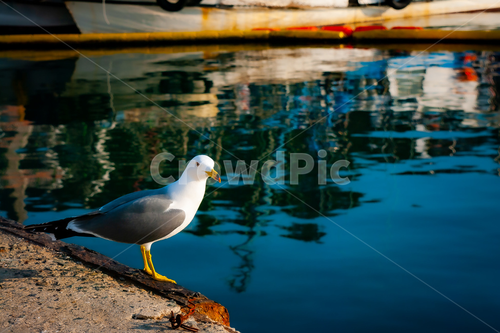 bird,새,animal,seagull,갈매기,동물,animal,조류,새,birds