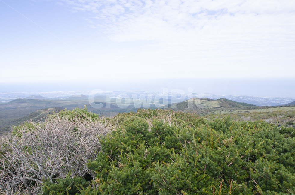 제주,제주도,한라산,산,하늘,꽃,까마귀,나무,자연,풍경,구름,자연,풍경,nature,landscape,한국자연풍경,한국자연경관,korea nature landscape,outdoors,옥외