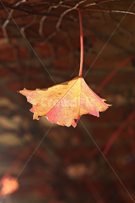 단풍,낙엽,식물,자연,공원,색감,색깔,가을,계절,fall,autumn,season,식물,자연,plants,nature,leaf,잎,plant,tree,나무
