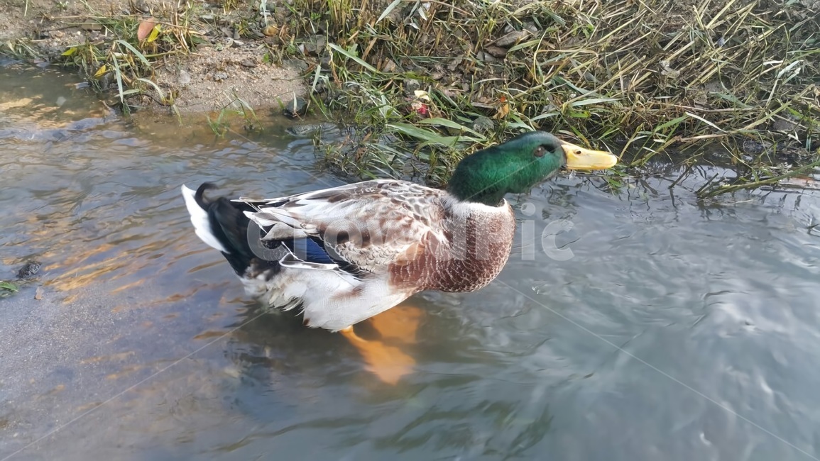 오리,청둥오리,청동오리,조류,동물,자연,duck,동물,animal,조류,새,birds