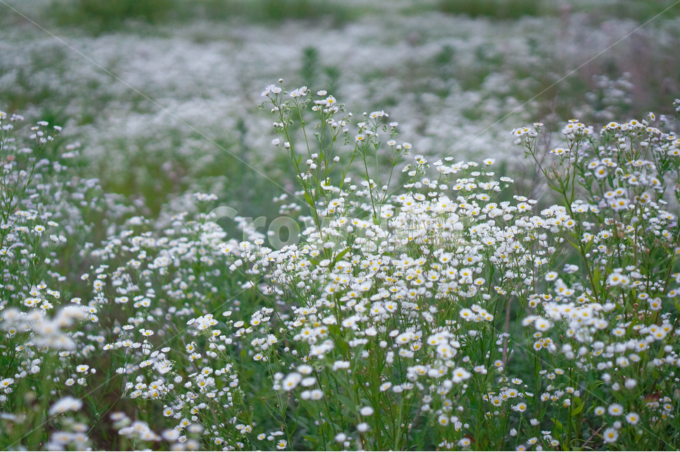 개망초,꽃,풀,풍경,식물,식물,자연,plants,nature,꽃,flower