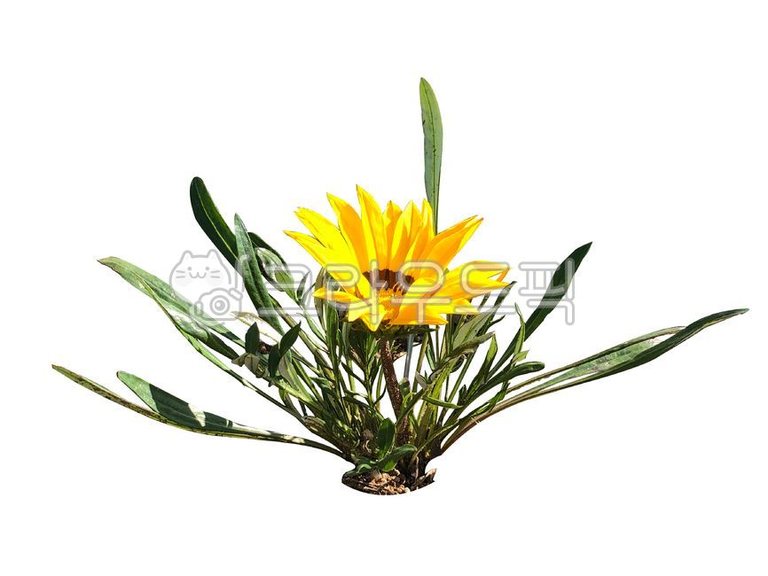 가자니아,꽃,봄,배경,흰색배경,계절,봄꽃,등황색,노란색,관상용,공기정화,야생화,식물,들꽃,자연,gazania,flowers,spring,background,whitebackground,seasons,springflowers,orange,yellow,ornamental,airpurification,plants,wildflowers,nature