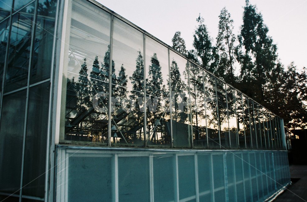 식물,해질녘,온실,유리,필름,필름사진,나무,film,tree