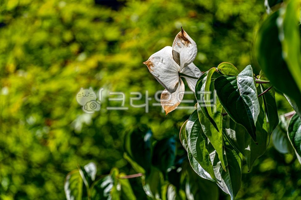 산딸나무,산딸나무꽃,봄꽃,취과,자연,식물,nature,플라워,flower,plants,cornuskousa,봄,spring