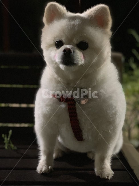 강아지,반려견,애완견,개,포메라니안,포메라니언,흰털,흰색털,dog