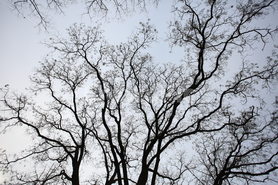 나무,식물,겨울,앙상함,하늘,겨울,계절,winter,season,식물,자연,plants,nature,나무,trees,wood