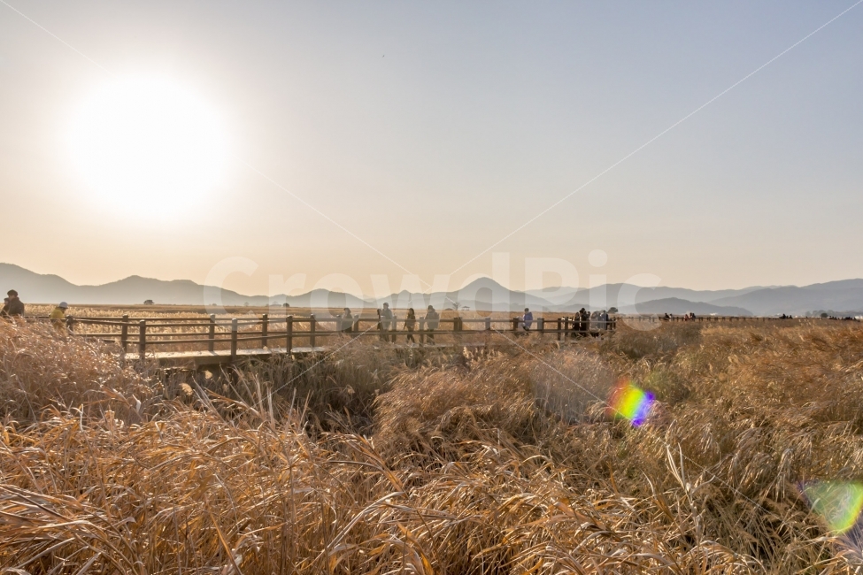 감성,가을,햇살,순천만,갈대밭,일몰,태양,풍경,매직아워,자연,풍경,nature,landscape,가을,계절,fall,autumn,season,plant,식물,grass,잔디