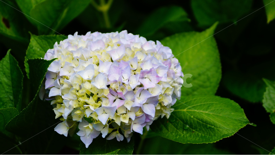 수국,산수국,꽃,꽃사진,태종대,식물,식물,자연,plants,nature,꽃,flower