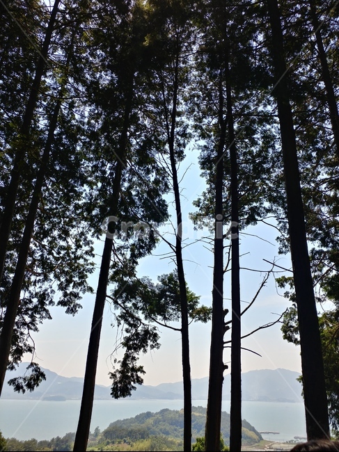 풍경,나무,바다,나무와바다,하늘,자연,풍경,nature,landscape,tree,plant,식물,vegetation,초목