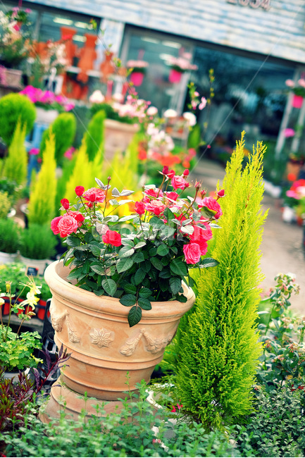 꽃,장미,봄,율마,감성,스냅,식물,자연,plants,nature,꽃,flower
