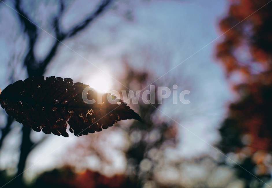 낙엽,가을,가을하늘,감성,나뭇잎,잎,가을,계절,fall,autumn,season