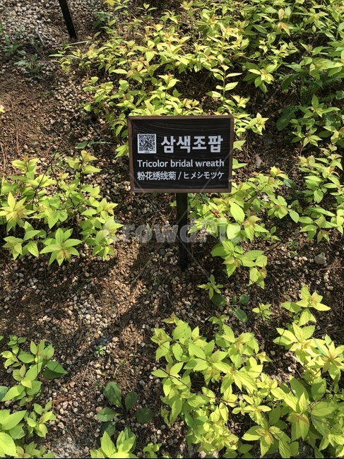 식물,자연,조팝나무,웃긴이름,꽃,새싹,작은꽃,작은식물,파릇파릇,봄,흙,팻말,이름