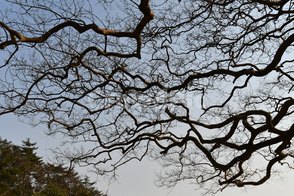 나무,나뭇가지,branch,tree,plant,식물,잔가지,식물,자연,plants,nature,나무,trees,wood