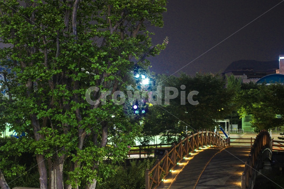 다리,밤,식물,나무,초록,야경,밤,풍경,nightscape,night,landscape