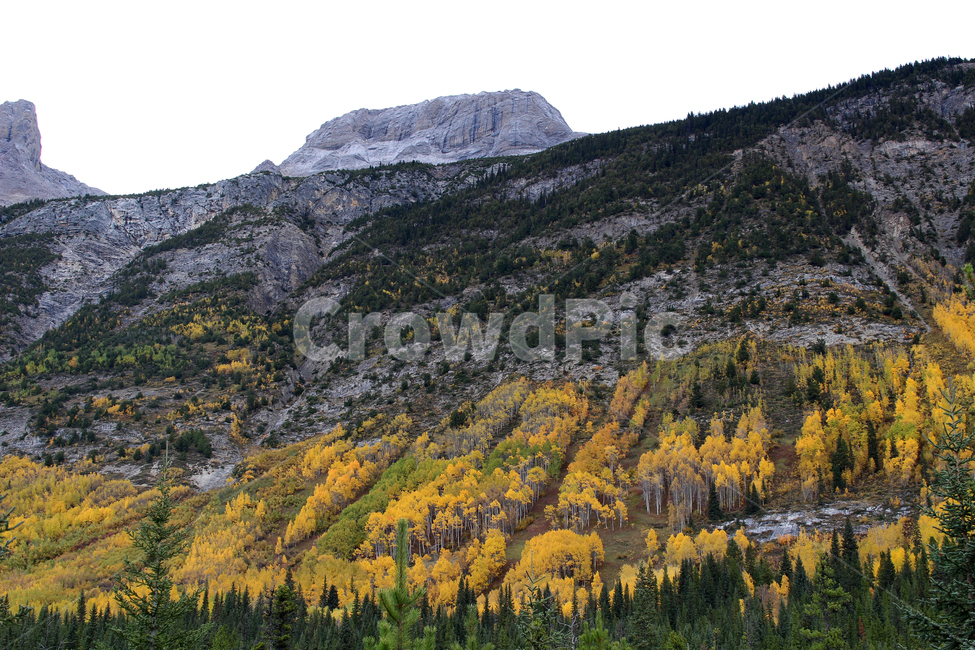 banff,canada,벤프,캐나다,하늘,산,sky,구름,cloud,풍경,landscape,자연,nature,공원,park,mountain,나무,tree,가을,fall,자연,풍경,nature,landscape,해외,외국,세계,foreign,oversea,world,세계자연풍경,해외자연풍경,외국자연풍경,world nature landscape,plant,식물,abies,아비,fir,전나무,conifer,구과 식물