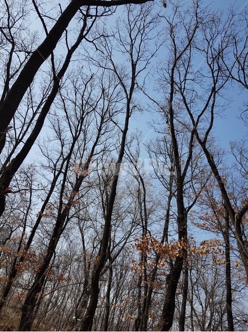나무,나무줄기,treetrunk,tree,겨울나무