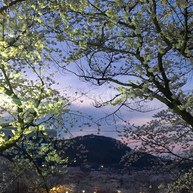 벚꽃,야경,꽃,식물,plant,tree,나무,cherryblossoms,flower
