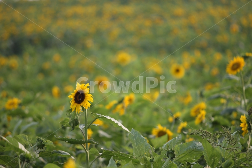 해바라기,풍경,자연,꽃,sunflower,flower,식물,자연,plants,nature,꽃,flower