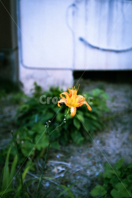 plant,식물,꽃,주황,아름다움,식물,자연,plants,nature,꽃,flower