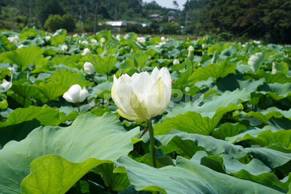 백련지,연꽃,백련,백목련,bailian,뱅년