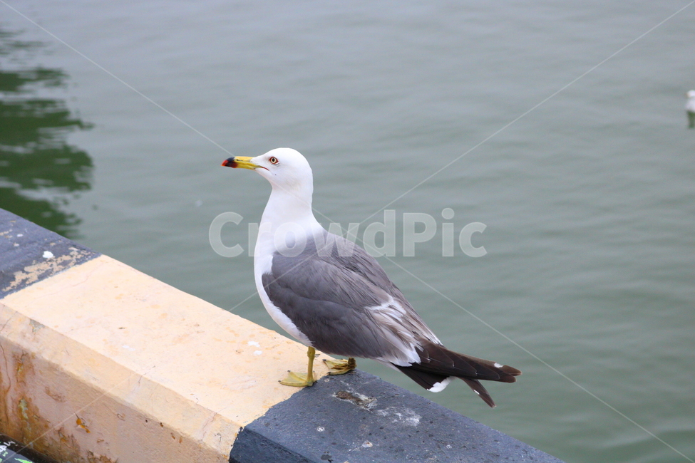 갈매기,새,조류,한강,동물,동물,animal,조류,새,birds