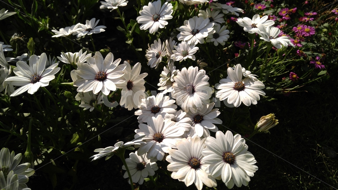 울릉국화,국화,흰국화,꽃,식물,흰색,배경,감성,계절,ulleungchrysanthemum,chrysanthemum,whitechrysanthemum,flower,flants,white,background,emotional,season
