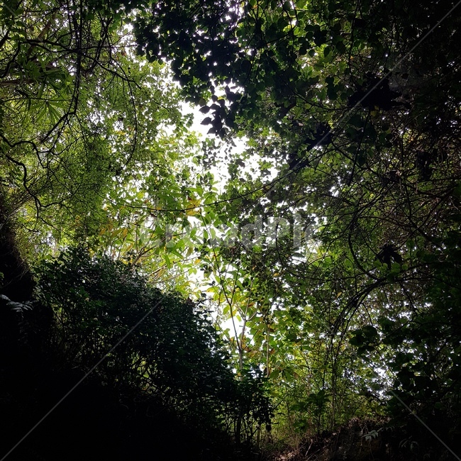 초목,plant,식물,jungle,밀림,자연,풍경,nature,landscape,vegetation,outdoors,옥외,land,땅,tree,나무