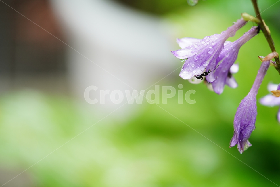 꽃,플라워,식물,생물,flower,자연,보랏빛,벌레,곤충,개미,식물,자연,plants,nature,꽃,flower,동물,animal,곤충,벌레,insect,bug