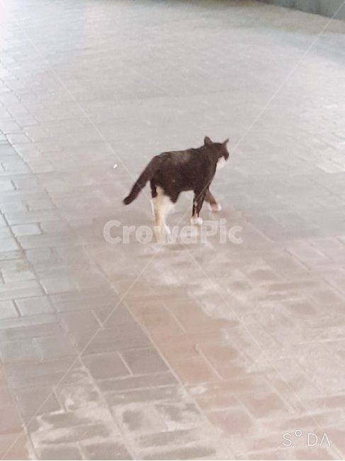 고양이,길,길고양이,고독,자유