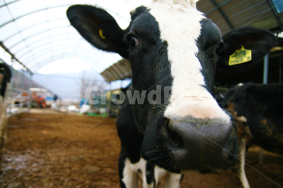 젖소,홀스타인,암소,cow,축산,얼룩소,동물,animal,포유류,mammal,산업,industry,industrial,목축업,목장,livestock farming,ranching,pasture