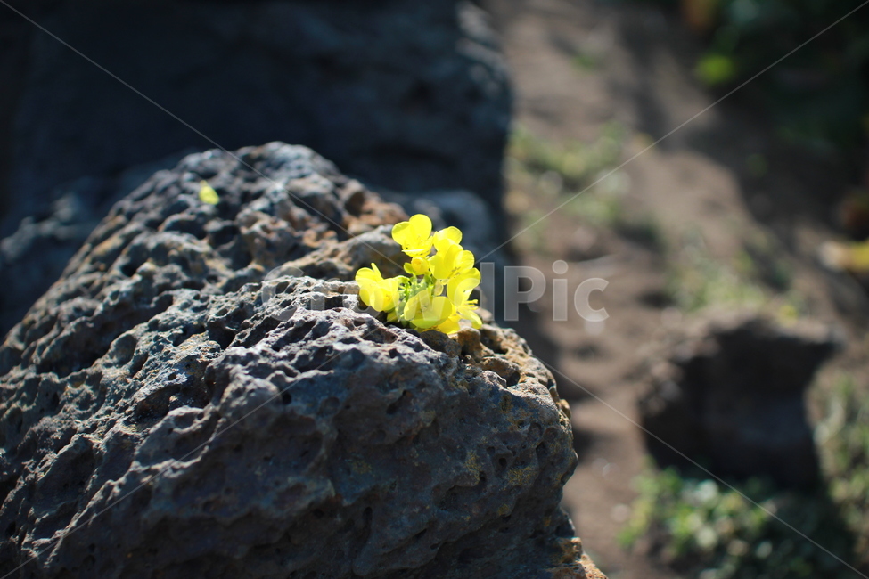 봄,유채꽃,노란꽃,제주도,돌,노란색,봄,계절,spring,season,꽃,flower,plant,식물