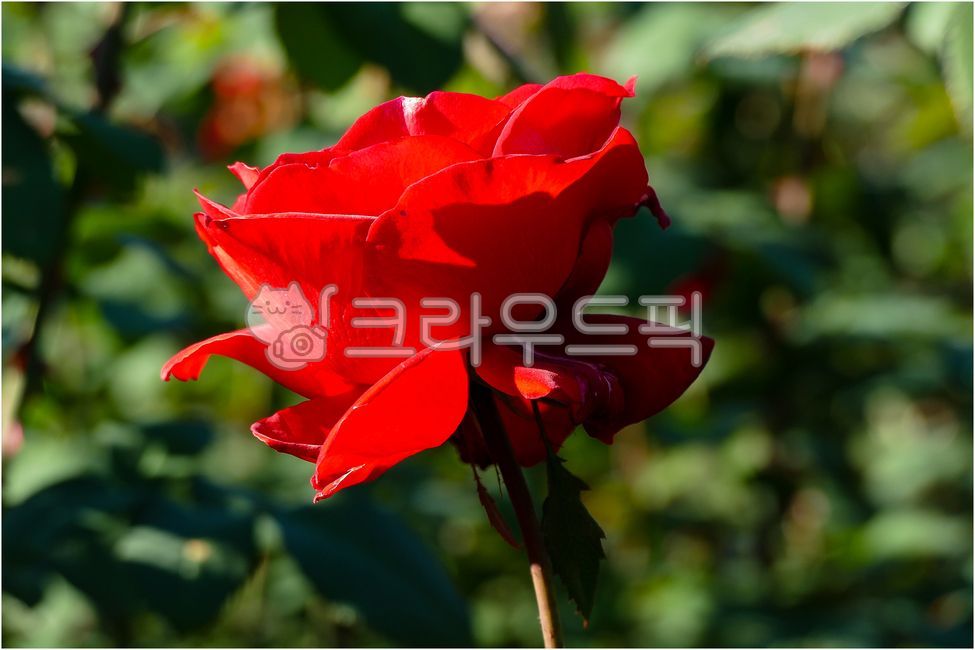장미꽃,붉은장미,흑장미,아름다운장미,꽃중의꽃