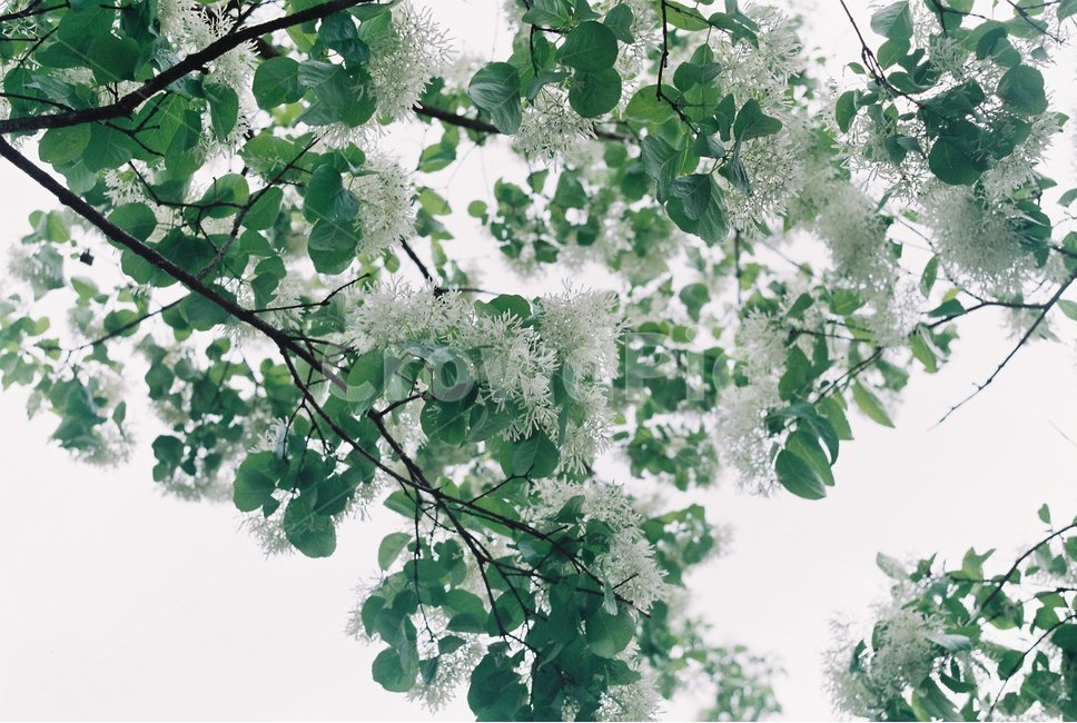 식물,꽃,여름,초록,초록색,forest,flower,summer,green,white,식물,자연,plants,nature,꽃,flower,감성,sensible,feeling
