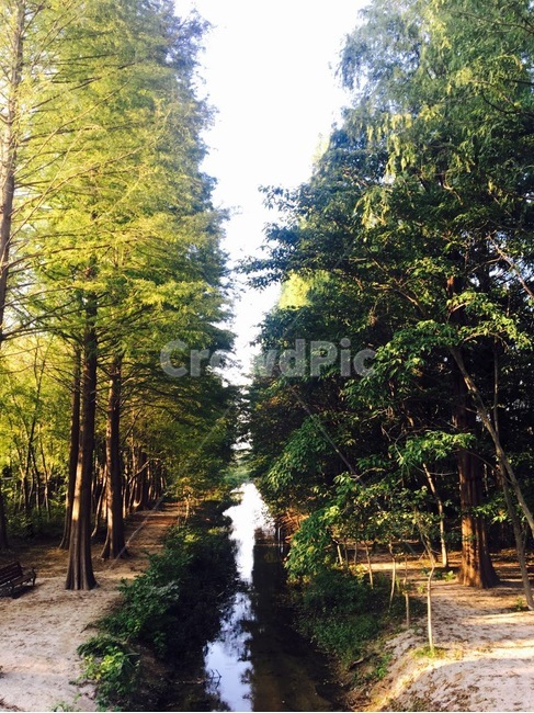 가로수,나무,냇가,숲,경주,자연,풍경,nature,landscape,tree,plant,식물,outdoors,옥외
