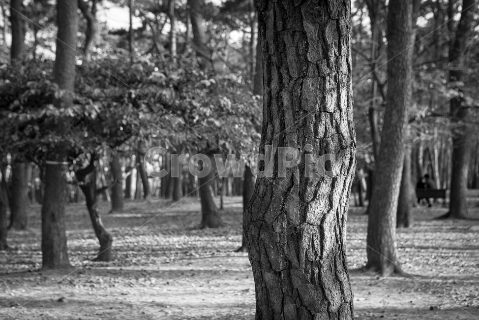 소나무,흑백,감성,바탕화면,겨울,해송,식물,자연,plants,nature,나무,trees,wood,흑백,모노톤,monochrome,black and white