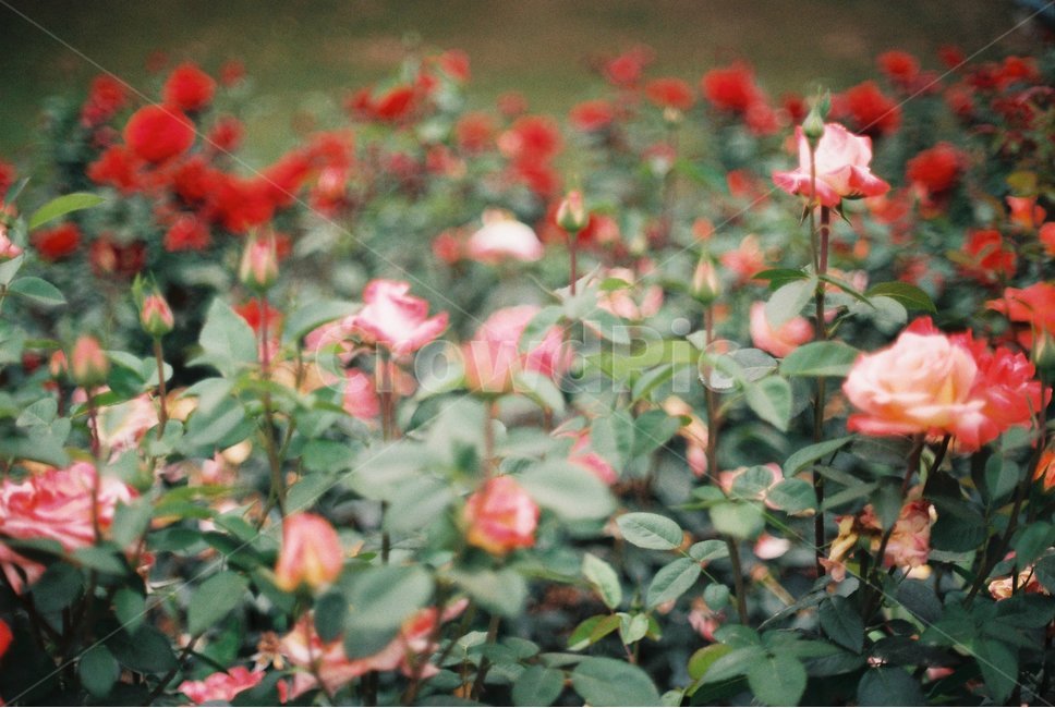 장미,꽃,장미축제,안양,서울공원,감성,감성사진,필름,필름사진,flower,rose,leaf,film