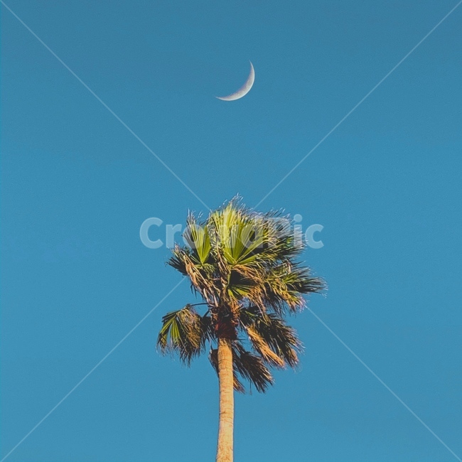 야자수,달,하늘,자연,nature,나무,outdoors