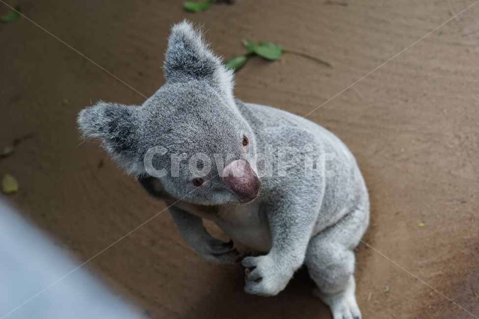 코알라,동물,포유류,koala,animal,mammal,동물,animal,포유류,mammal