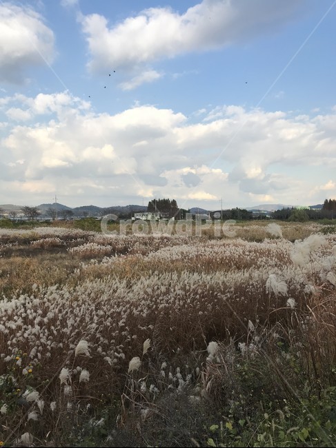 갈대,억새,가을,억새풀,갈대밭,fall,autumn,억새밭,순천,순천만,순천만정원,순천만국가정원,정원,국가정원,하늘,구름,풍경,자연,nature,가을,계절,fall,autumn,season