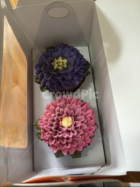 plant,식물,blossom,flower,달리아,dahlia,꽃