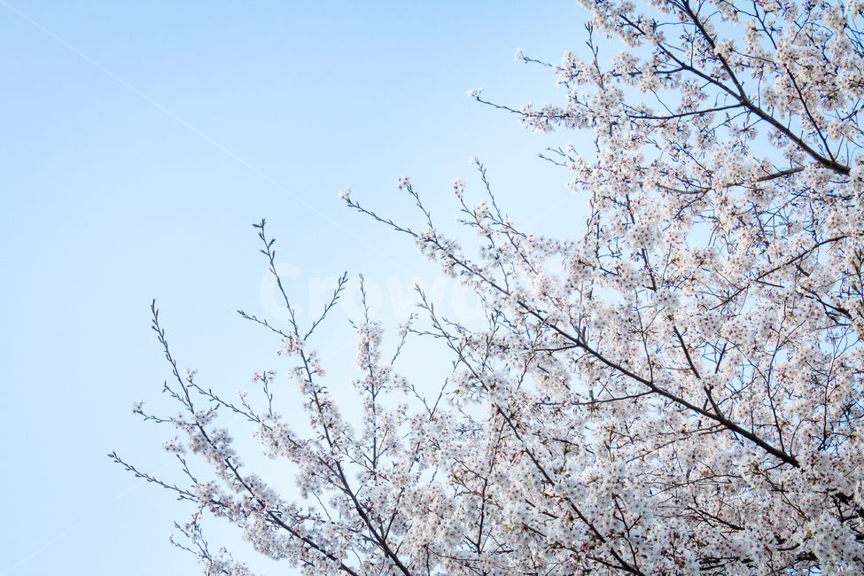 벚꽃,cherryblossom,봄꽃,꽃,flower,봄,spring,하늘,sky