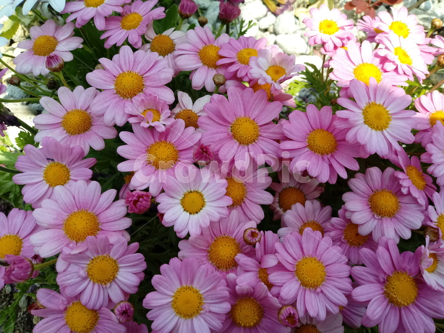 마거리트,나무쑥갓,marguerite,국화과,식물,꽃,여러해살이식물