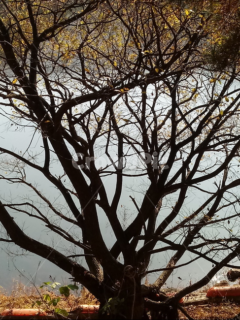 낙엽,단풍,落葉,leaves,나뭇잎,단풍나무,식물,maple,낙엽활엽관목,잎,계절,가을,자연,풍경,outdoors,옥외,fallautumnseason,naturelandscape,풍경사진,나무줄기,호수,물,저수지,가을,계절,fall,autumn,season,tree,나무,tree trunk,나무 줄기,plant