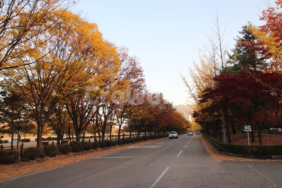 가을,낙엽,공원,나무,풍경,가을,계절,fall,autumn,season,교통,교통수단,traffic,transportation,road,도로,asphalt,아스팔트,tree,plant,식물